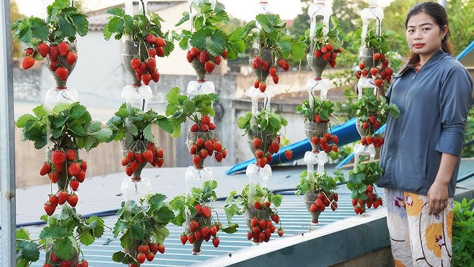 Growing Strawberries in a Hanging Basket: A Complete Guide To Do